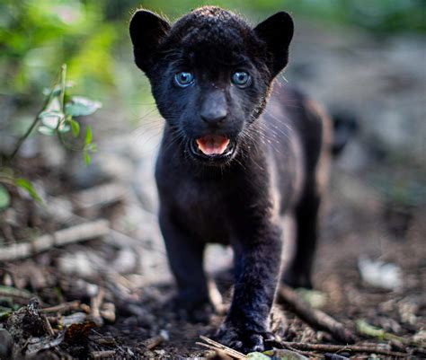 Ella Und Der Schwarze Jaguar