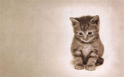 534 Wallpaper Hd Cat Sad Pictures - MyWeb