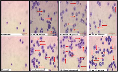 Representative Cell Morphology From BALF Cytopreparations Of Rats