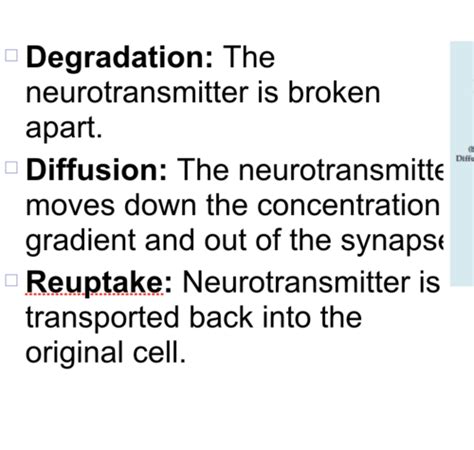 Cognitive Neuroscience Chapter Flashcards Quizlet