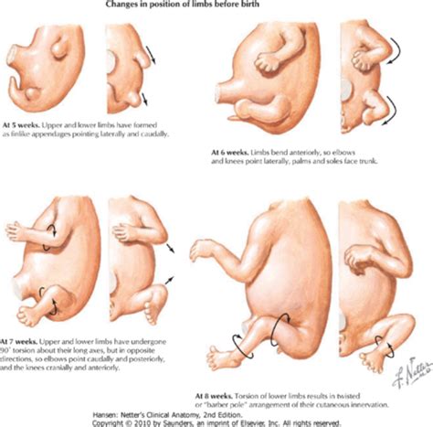 Oral Embryology And Histology Flashcards Quizlet