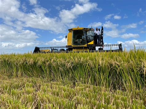 Comenz La Siembra De Arroz Sobre Hect Reas Portal Medios