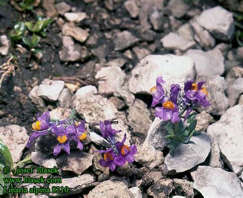 Linaria alpina Alpine toadflax Alpetorskemunn alpetorskemund