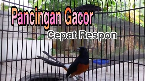 Murai Batu Gacor Pasti Cepat Respon Pancingan Bunyi Gacor Plong