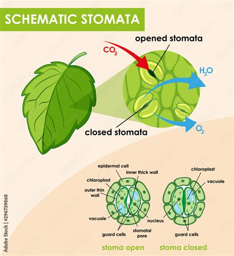 Diagram showing schematic stomata Stock Vector | Adobe Stock