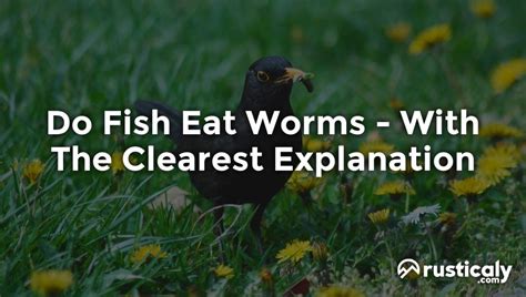 Do Fish Eat Worms - With The Clearest Explanation