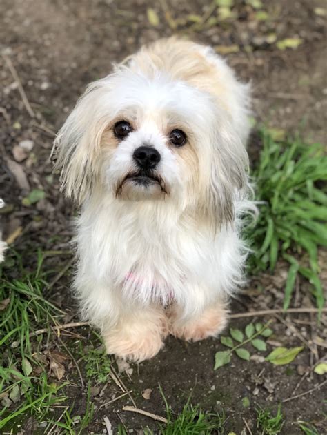 Maltese Lhasa Apso Mix Bleumoonproductions