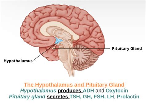 Endocrine Glands And Their Hormones Chemical Coordination Flashcards