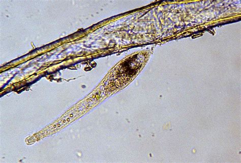 Protist Cell Microscope