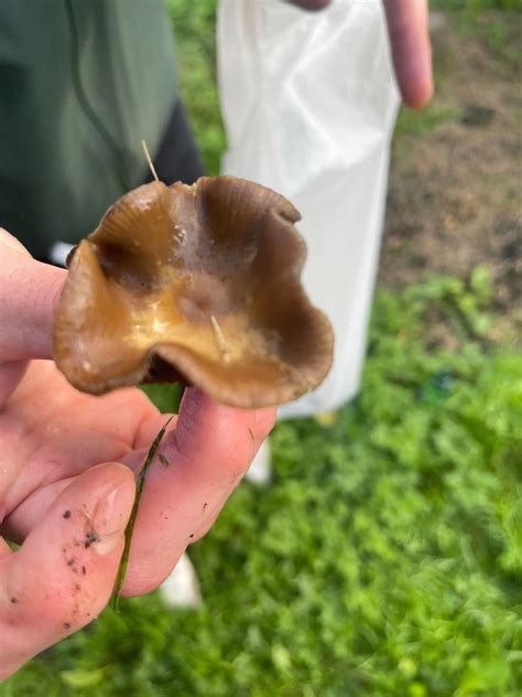 Id Request Wavy Caps Psilocybe Cyanescens Mushroom Hunting And