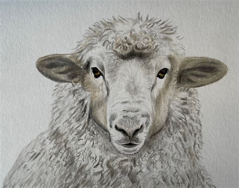 How To Draw A Realistic Sheep