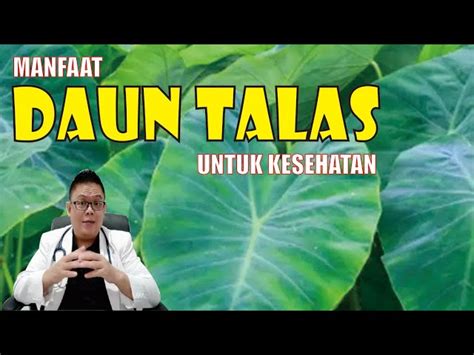 Temukan 7 Manfaat Daun Talas Yang Bikin Kamu Penasaran