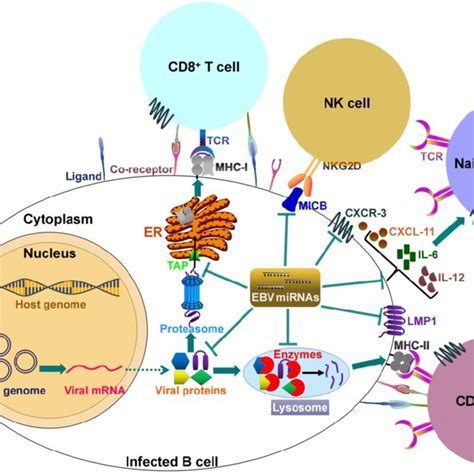 Schematic Representation Of The Genomic Locations Of Ebv Encoded