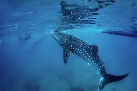 16 Things To Know About Swimming With Whale Sharks In Exmouth