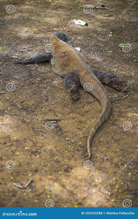 Komodo Dragon The Largest Lizard In The World Walks On The Ground It