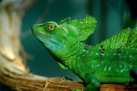 Green Basilisk lizards eat insects, rodents and runs on water | Animals, Basilisk lizard ...