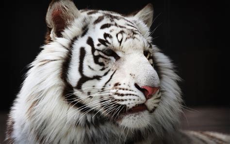 White Tiger Windows 10 Theme - themepack.me