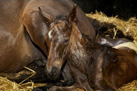 What to expect when you are expecting – Foaling edition. – The Equine ...