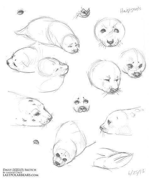 Learn To Draw Animals Drawing On Demand Animal Drawings Animal