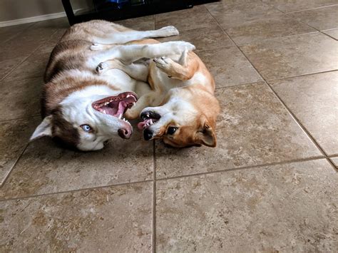 Every day shiba and husky life : r/husky
