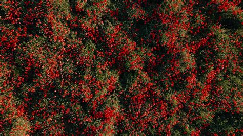 Drone flower delivery will soon arrive at green acres memorial park 40