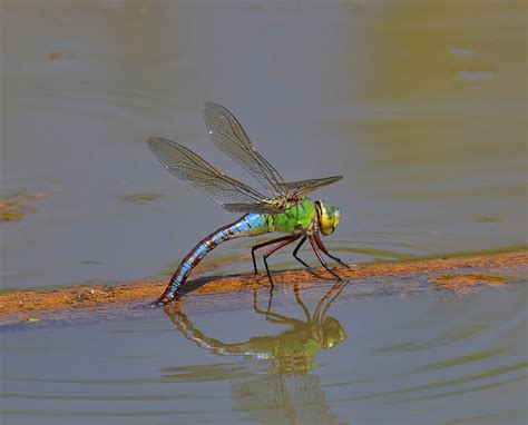 File:Emperor dragonfly.jpg - Wikimedia Commons