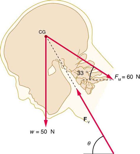 9 6 Forces And Torques In Muscles And Joints College Physics