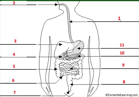 Body System Digestive Diagram Quizlet