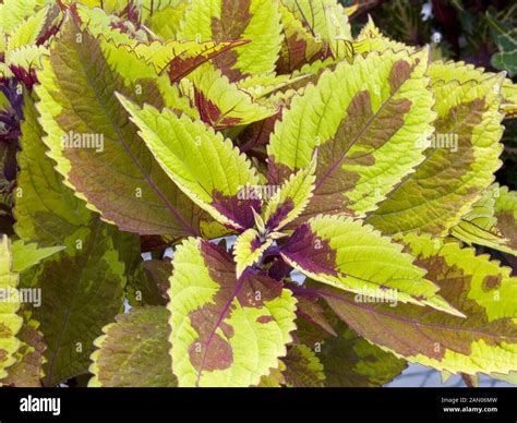 Coleus Pineapple Beauty Stock Photo Alamy