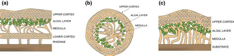 General Internal Structure Of Lichen Thallus A Foliose B Fruticose