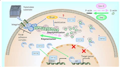 Schematic Representation Of F Actin Assembly Induced By Nanotubes And