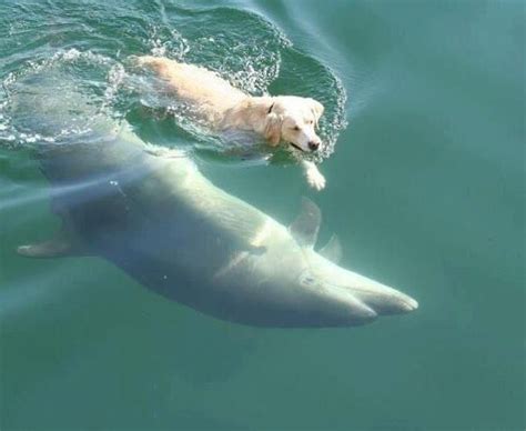 🐬 Dolphin Angels 🌱 Ⓥ on Twitter: "Man's best friend on land is the dog. Man's best friend in the ...