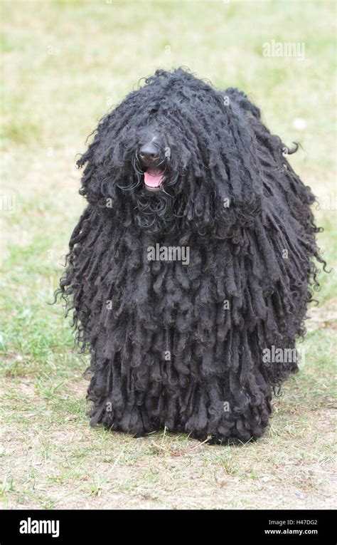 Hungarian Puli Dog High Resolution Stock Photography And Images Alamy