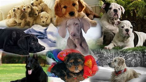 HD wallpaper: Our Best Friends, puppy litter, collage, breeds, animals, dogs | Wallpaper Flare