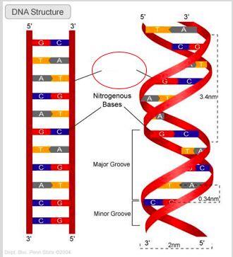 Lecture Dna Rna And Genetic Code Flashcards Quizlet