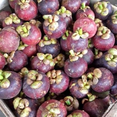 Jual Buah Manggis 1 Kg Shopee Indonesia