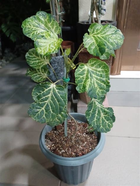 Polyscias Balfouriana Variegated Balfour Aralia Furniture Home