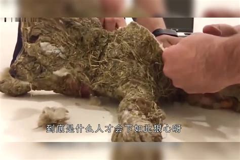 男子遇到奇怪的流浪狗，竟长了9条尾巴？凑上前仔细一看不淡定了流浪狗尾巴男子