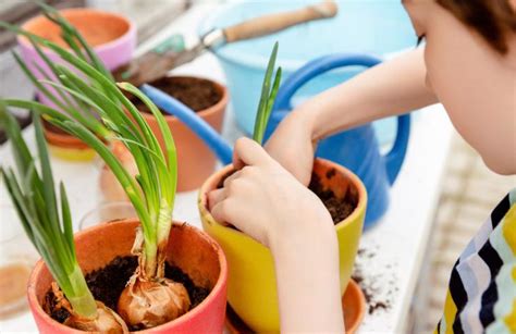 Bucce Di Cipolla E Giardino Come Utilizzarle