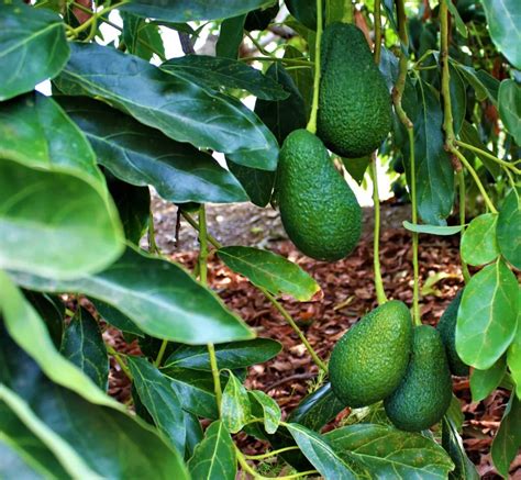 Excursión con guía a campos de frutas tropicales desde Nerja Andaluciamia