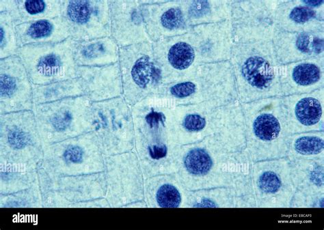 Telophase Mitosis Microscope