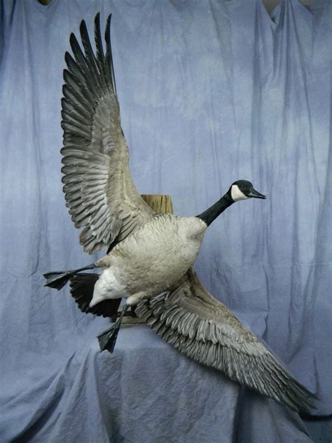 Showpiece Taxidermy Goose Wood Duck And Mallard Mounts