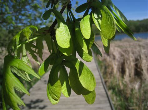 Distracted Naturalist: Silver Maple Seeds