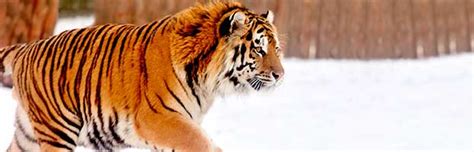 Siberian Tiger - Animal Facts and Information