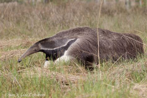 Oso Hormiguero Gigante La Especie Carismática Que Marcó El Retorno De