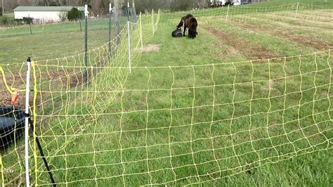 Premier Electric Portable Fencing Setting Up Premier Fencing