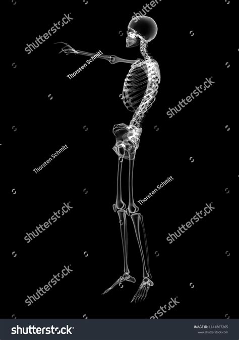 X Ray Human Body 3d Render Stock Illustration 1141867265 Shutterstock