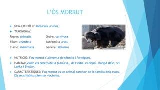 L ÓS MORRUT PPT