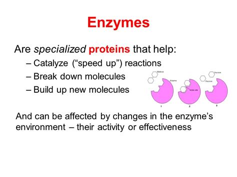 Enzyme Structure And Function