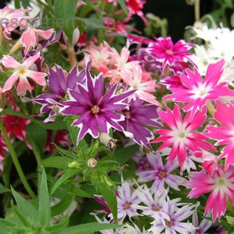 30 Phlox Dwarf Mix Easy Fragrant Perennial Flower Seeds Etsy